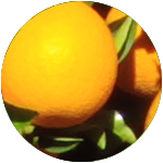 オレンジ/orange