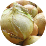 玉葱/onion
